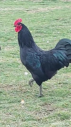 Cocosi  Australorp rasa pura 6 luni  - imagine 10 Cocosi  Australorp rasa pura 6 luni  - imagine 10