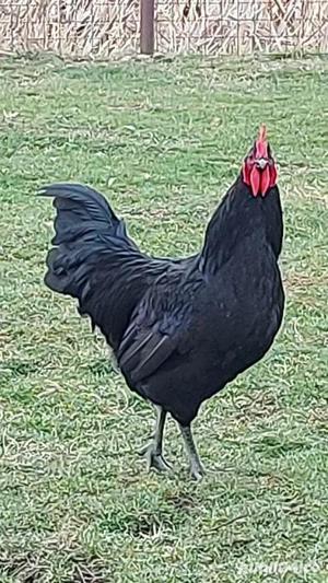 Cocosi  Australorp rasa pura 6 luni  - imagine 4 Cocosi  Australorp rasa pura 6 luni  - imagine 4