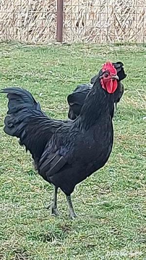 Cocosi  Australorp rasa pura 6 luni  - imagine 6 Cocosi  Australorp rasa pura 6 luni  - imagine 6