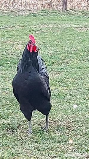 Cocosi  Australorp rasa pura 6 luni  - imagine 2 Cocosi  Australorp rasa pura 6 luni  - imagine 2