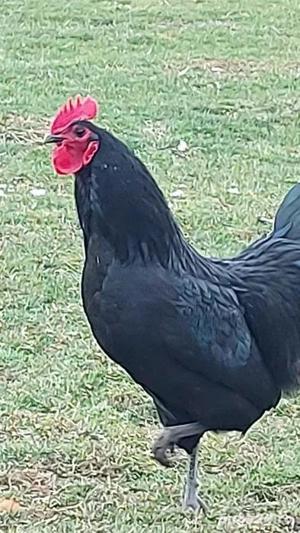 Cocosi  Australorp rasa pura 6 luni  - imagine 5 Cocosi  Australorp rasa pura 6 luni  - imagine 5