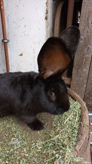 vând iepuri uriaș german - imagine 12