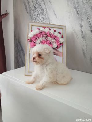 Cățeluși bichon maltez mini toy  - imagine 5