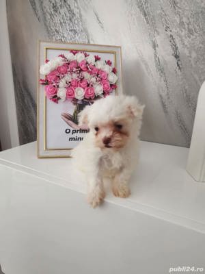 Cățeluși bichon maltez mini toy  - imagine 2