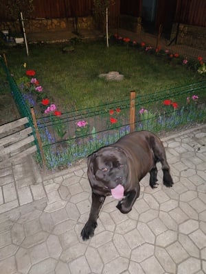 Disponibil mascul Cane Corso  - imagine 4 Disponibil mascul Cane Corso  - imagine 4