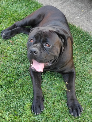 Disponibil mascul Cane Corso  - imagine 3 Disponibil mascul Cane Corso  - imagine 3