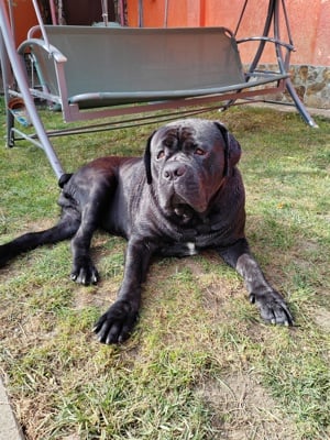 Disponibil mascul Cane Corso  - imagine 5 Disponibil mascul Cane Corso  - imagine 5