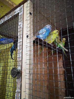 Vând peruși adulți sau pui, orice culoare - imagine 3