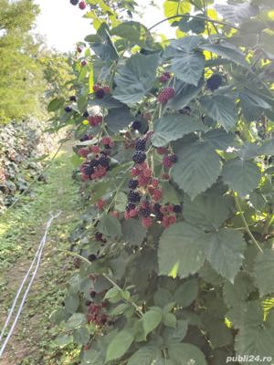 Tuns iarba  - imagine 2