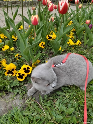 Fetiță Blue British Shorthair  - imagine 2