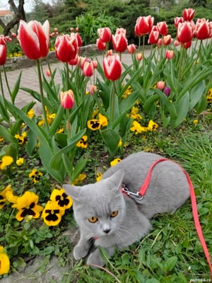 Fetiță Blue British Shorthair  - imagine 1