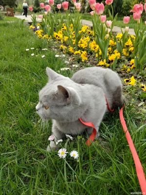 Fetiță Blue British Shorthair  - imagine 4