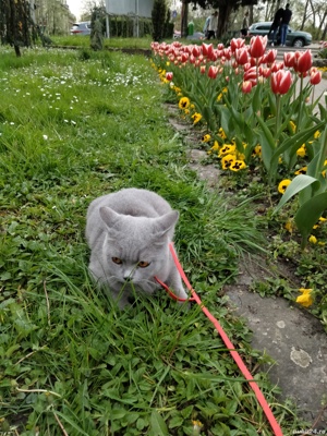 Fetiță Blue British Shorthair  - imagine 5