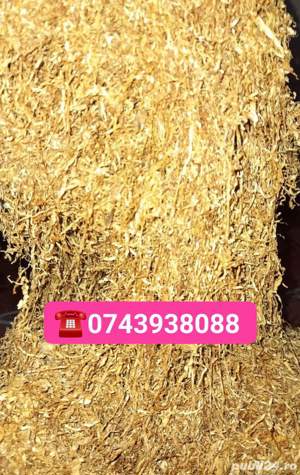 Calitatea I Burley Olanda