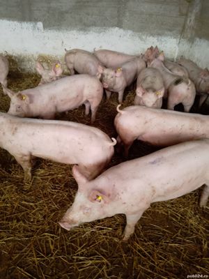 Porci  de carne  - imagine 4