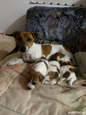 vand catei Jack Russle Terrier - imagine 5