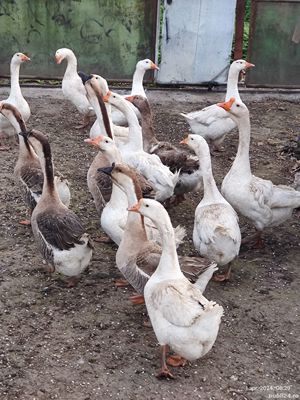 Vând ouă de gâscă 