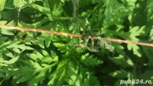 Pachet gard electric de 8j pentru 2Ha 1000m fir, TRANSPORT GRATUIT !!! - imagine 4