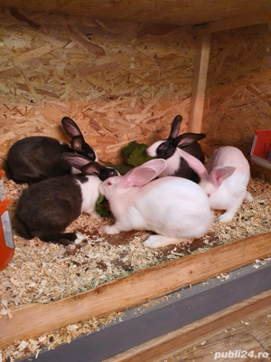 Iepuri hycole si californian - imagine 4