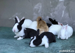 Iepuri hycole si californian - imagine 2