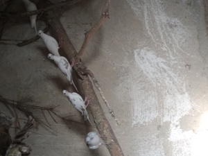 Turturele răzătoarea  - imagine 3