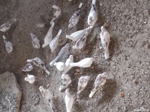 Turturele răzătoarea  - imagine 2