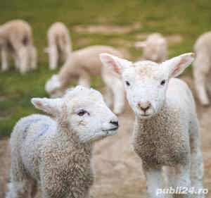 Miei de Paste ieftini tineri  - imagine 3