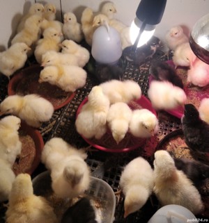 10 puisori La Bresse