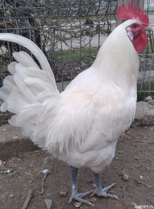 Oferta:29 pui de gaina: La Bresse; Sussex portelan; Plymouth rock barat - imagine 4