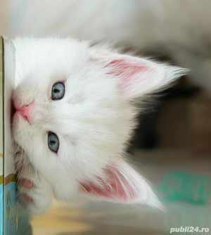 Angora Turceasca  Alba - imagine 3