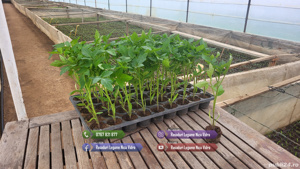 Vand rasaduri legume: Vand rasad de rosii   rasad tomate - imagine 4