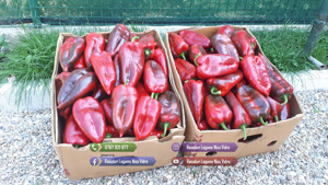 Vand rasaduri legume: Vand rasad de rosii   rasad tomate - imagine 6