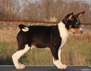 Vand pui Basenji - imagine 3