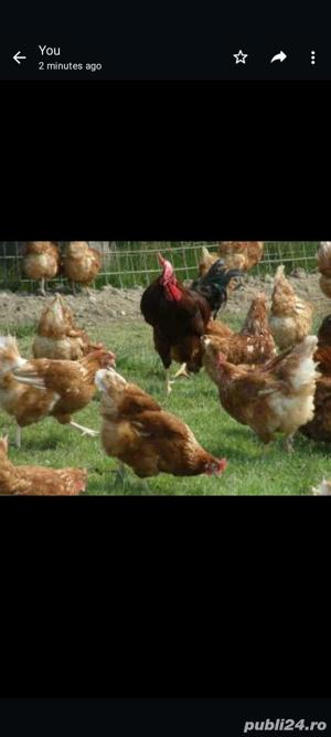 Inchiriere ponei, cai si alte animale domestice pentru evenimente  - imagine 3