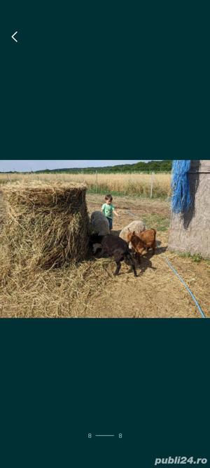 Inchiriere ponei, cai si alte animale domestice pentru evenimente  - imagine 5