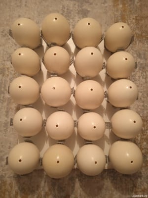 De vânzare oua strut goale pt incondeiat