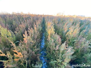 Tuia Biota Orientalis - imagine 2