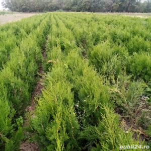 Tuia Biota Orientalis - imagine 4