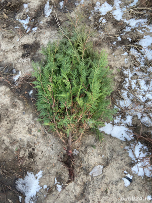 Tuia Biota Orientalis - imagine 5