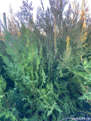 Tuia Biota Orientalis - imagine 3