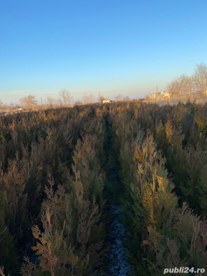 Tuia Biota Orientalis