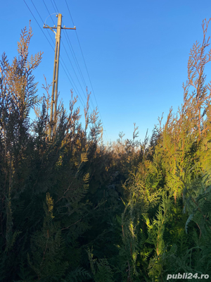 Tuia Biota Orientalis - imagine 7