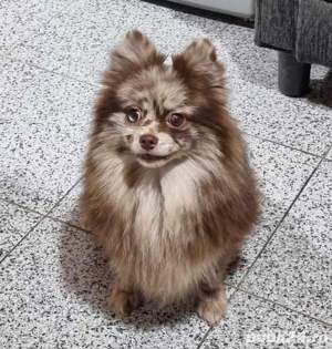 Asigur transport !!! Vand femela adulta Pomeranian Merle Ciocolatiu - imagine 2