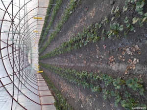 Vând solarii pe structura metalica - imagine 2