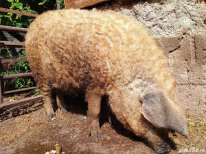 Porci Mangalita de vanzare