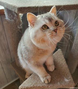 British motanel 11luni - imagine 6