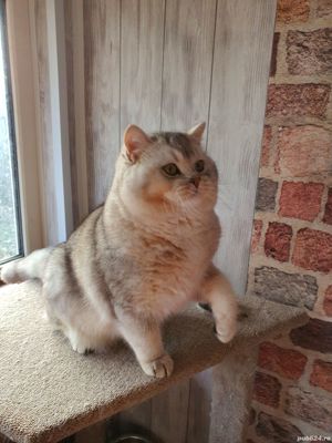 British motanel 11luni - imagine 4