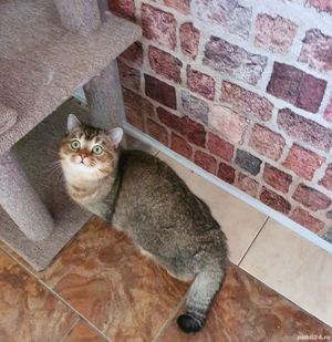 British motanel 11luni