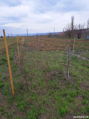 Vând teren intravilan în sat Osoi, comuna Comarna 2250 mp.