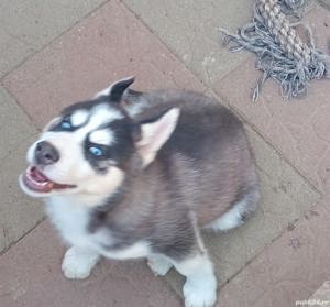 Femele și masculi husky de vânzare  - imagine 2